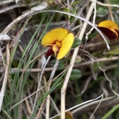 Bossiaea buxifolia (Matted Bossiaea) at Yaouk, NSW - 19 Nov 2022 by NedJohnston