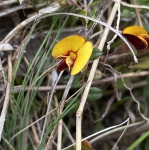 Bossiaea buxifolia at Yaouk, NSW - 19 Nov 2022