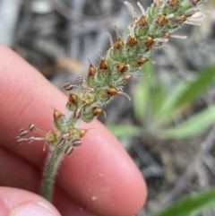 Plantago sp. at Yaouk, NSW - 19 Nov 2022 by NedJohnston