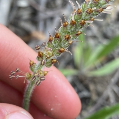 Plantago sp. at Yaouk, NSW - 19 Nov 2022 by NedJohnston