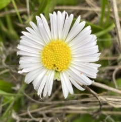 Brachyscome decipiens (Field Daisy) at Yaouk, NSW - 19 Nov 2022 by NedJohnston