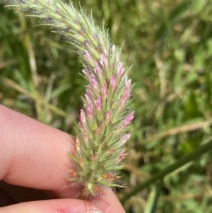 Trifolium angustifolium at Dickson, ACT - 18 Nov 2022