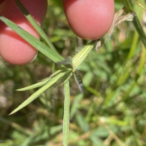 Trifolium angustifolium at Dickson, ACT - 18 Nov 2022