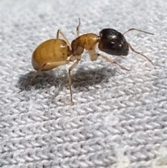 Camponotus sp. (genus) (A sugar ant) at Dickson, ACT - 9 Nov 2022 by NedJohnston