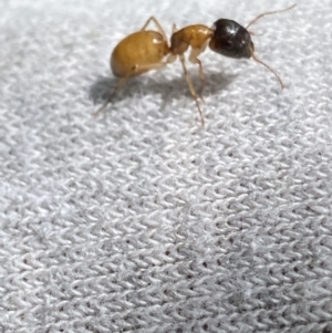 Camponotus sp. (genus) at Dickson, ACT - 9 Nov 2022