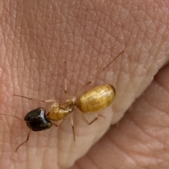 Camponotus sp. (genus) at Dickson, ACT - 9 Nov 2022 01:35 PM