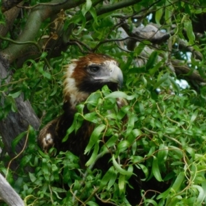 Aquila audax at Jerrabomberra, ACT - suppressed