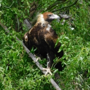 Aquila audax at Jerrabomberra, ACT - 14 Dec 2022