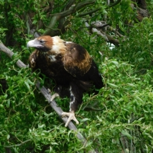 Aquila audax at Jerrabomberra, ACT - suppressed