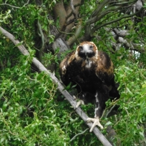 Aquila audax at Jerrabomberra, ACT - 14 Dec 2022