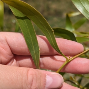 Acacia pycnantha at Bungowannah, NSW - 14 Dec 2022