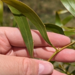 Acacia pycnantha (Golden Wattle) at Bungowannah, NSW - 14 Dec 2022 by Darcy