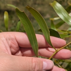 Acacia pycnantha at Bungowannah, NSW - 14 Dec 2022