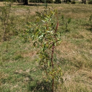 Acacia pycnantha at Bungowannah, NSW - 14 Dec 2022