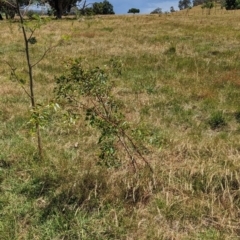 Acacia verniciflua at Bungowannah, NSW - 14 Dec 2022 01:26 PM