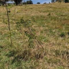 Acacia verniciflua at Bungowannah, NSW - 14 Dec 2022