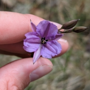 Arthropodium fimbriatum at Burrumbuttock, NSW - 14 Dec 2022