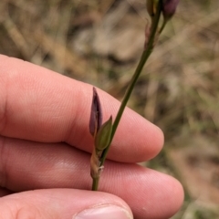 Arthropodium fimbriatum at Burrumbuttock, NSW - 14 Dec 2022 02:29 PM