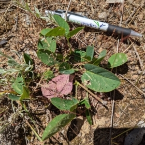 Oxytes brachypoda at Jerrabomberra, NSW - 18 Nov 2022