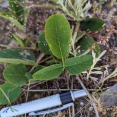 Oxytes brachypoda at Jerrabomberra, NSW - 18 Nov 2022