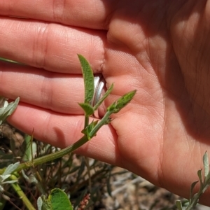 Oxytes brachypoda at Jerrabomberra, NSW - 18 Nov 2022