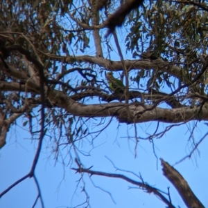 Polytelis swainsonii at Burrumbuttock, NSW - suppressed