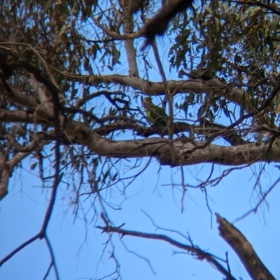 Polytelis swainsonii (Superb Parrot) at Burrumbuttock, NSW - 14 Dec 2022 by Darcy