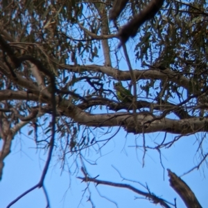 Polytelis swainsonii at Burrumbuttock, NSW - suppressed