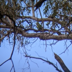 Polytelis swainsonii at Burrumbuttock, NSW - suppressed