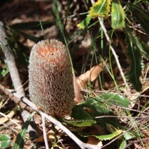 Banksia serrata at Moruya, NSW - suppressed