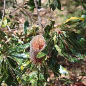 Banksia serrata at Moruya, NSW - suppressed