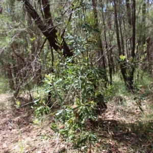 Banksia serrata at Moruya, NSW - suppressed