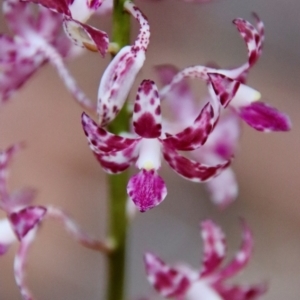 Dipodium variegatum at Moruya, NSW - 13 Dec 2022