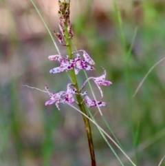 Dipodium variegatum at Moruya, NSW - 13 Dec 2022