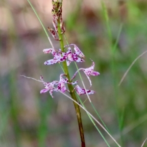 Dipodium variegatum at Moruya, NSW - 13 Dec 2022