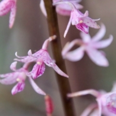 Dipodium variegatum at Moruya, NSW - suppressed