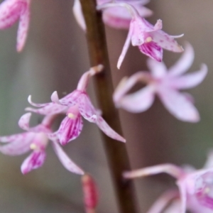 Dipodium variegatum at Moruya, NSW - 13 Dec 2022