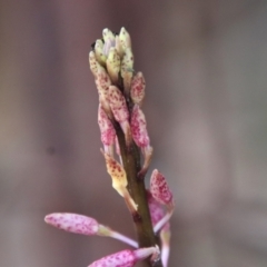 Dipodium variegatum at Moruya, NSW - 13 Dec 2022