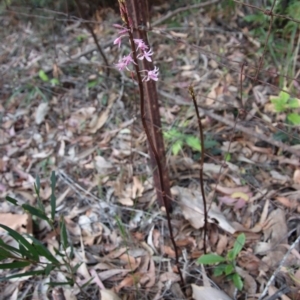 Dipodium variegatum at Moruya, NSW - suppressed