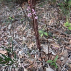 Dipodium variegatum at Moruya, NSW - 13 Dec 2022