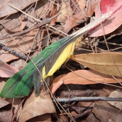 Trichoglossus moluccanus (Rainbow Lorikeet) at Broulee Moruya Nature Observation Area - 13 Dec 2022 by LisaH