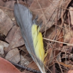 Trichoglossus moluccanus at Moruya, NSW - suppressed