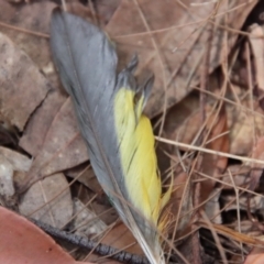 Trichoglossus moluccanus at Moruya, NSW - 13 Dec 2022