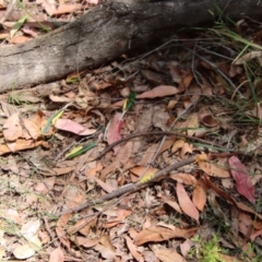 Trichoglossus moluccanus at Moruya, NSW - suppressed