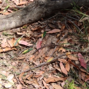 Trichoglossus moluccanus at Moruya, NSW - suppressed