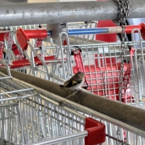 Carduelis carduelis at Gungahlin, ACT - 14 Dec 2022