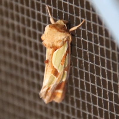 Cosmodes elegans (Green Blotched Moth) at Moruya, NSW - 12 Dec 2022 by LisaH