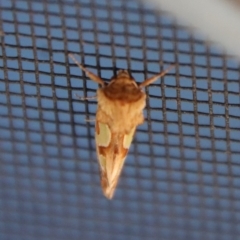 Cosmodes elegans at Moruya, NSW - suppressed