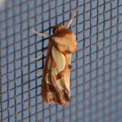 Cosmodes elegans at Moruya, NSW - suppressed