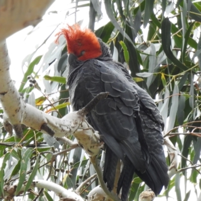 Callocephalon fimbriatum (Gang-gang Cockatoo) at Gigerline Nature Reserve - 14 Dec 2022 by JohnBundock